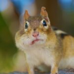 buccal fat removal